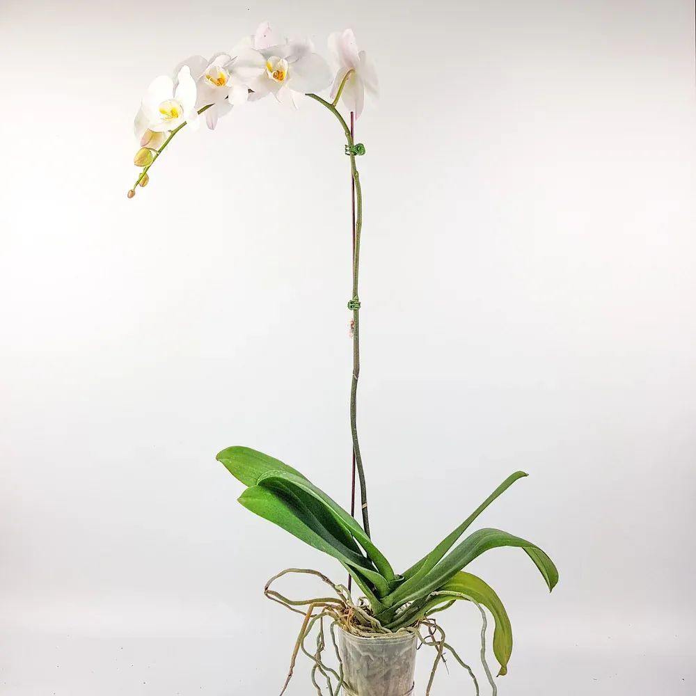 Phalaenopsis White Single Stem