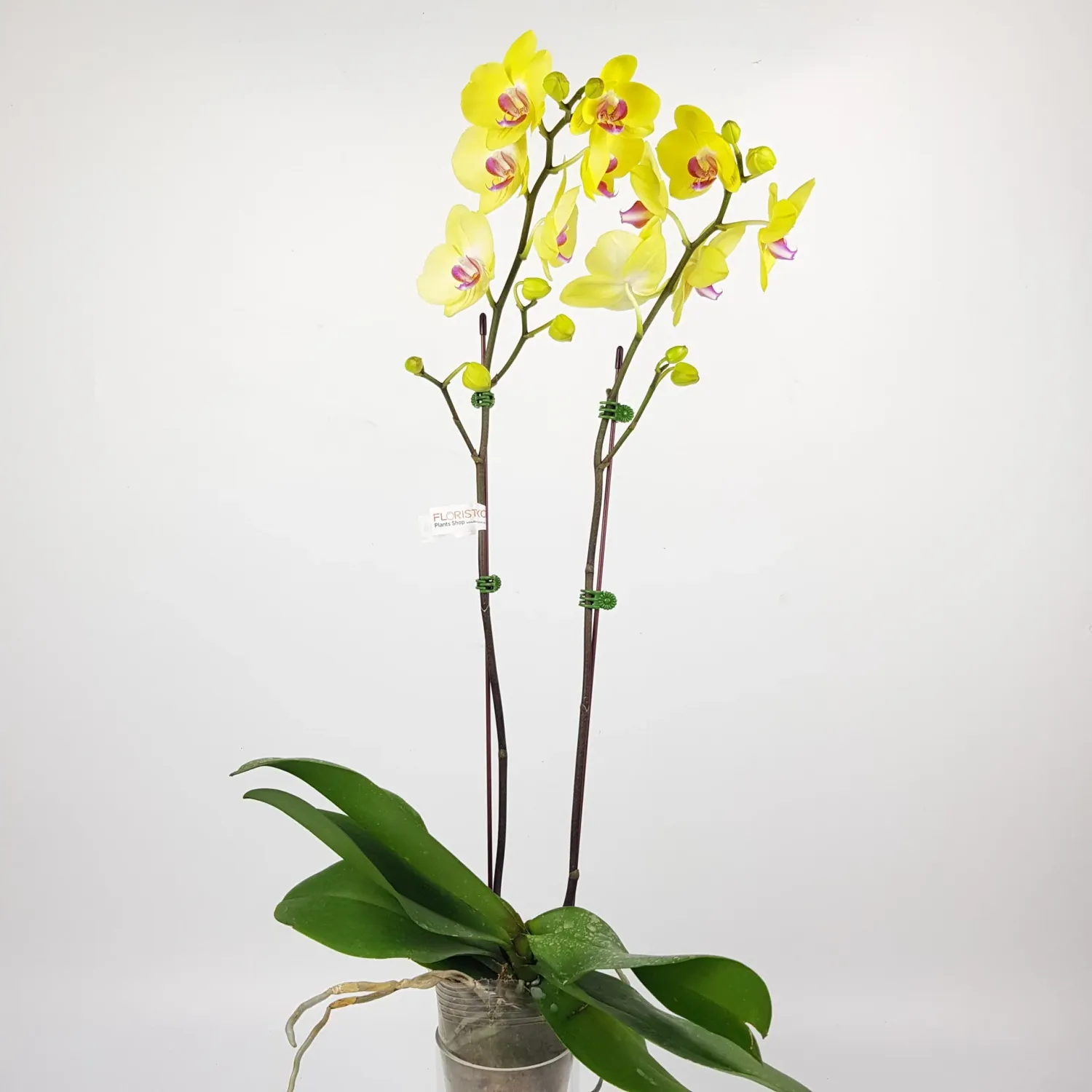 Phalaenopsis Yellow Double Stem