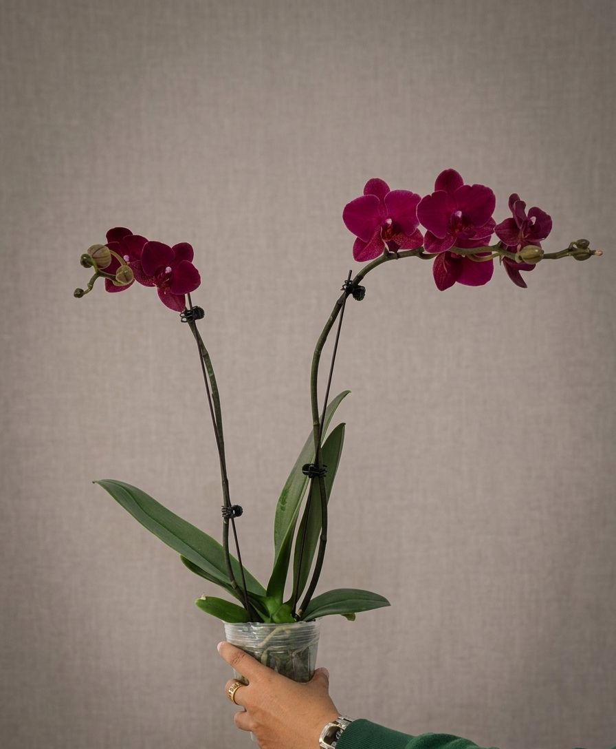 Phalaenopsis Maroon Double Stem