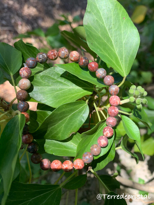 Bracelet en Jaspe léopard 6mm