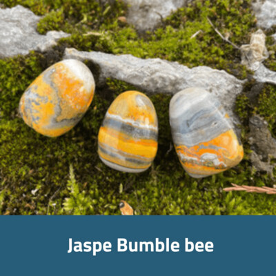 Jaspe bumble bee