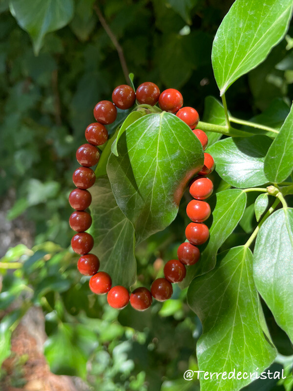 Bracelet en Jaspe rouge 8mm