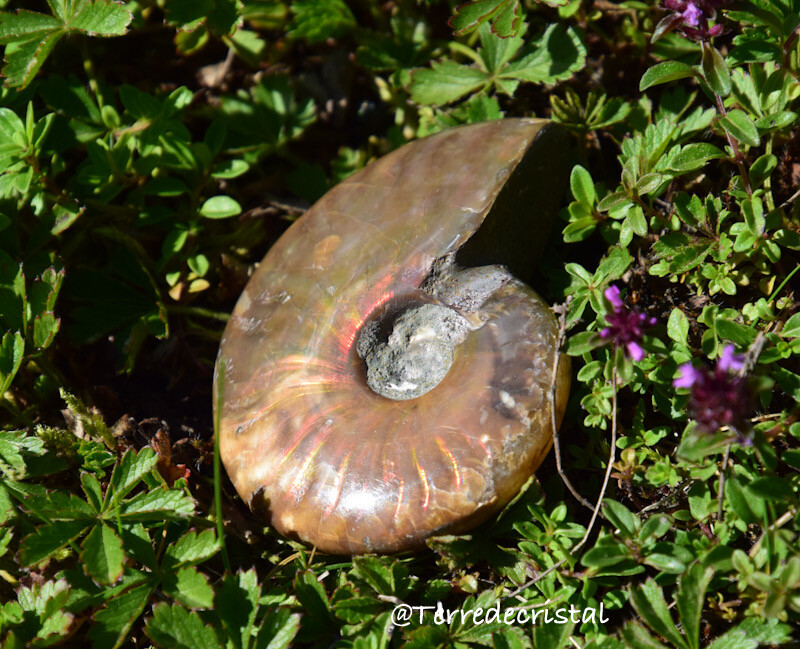 Ammonite nacrée (moyenne)