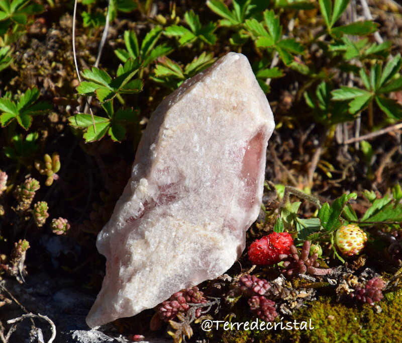 Quartz Lémurien rose (sugar blade)