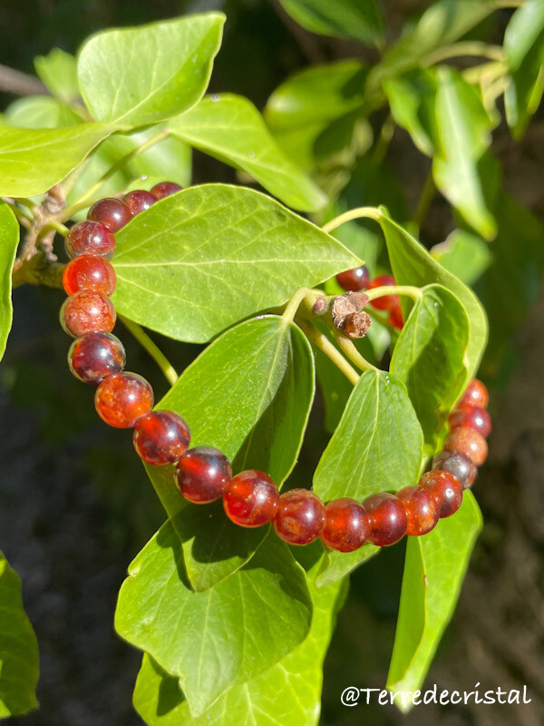 Bracelet en Grenat hessonite 6 mm