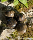 Stromatolite roulée