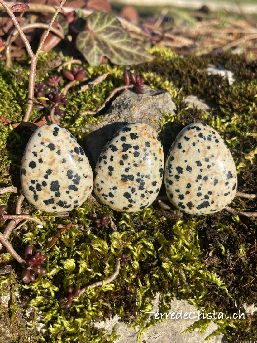 Jaspe dalmatien percé