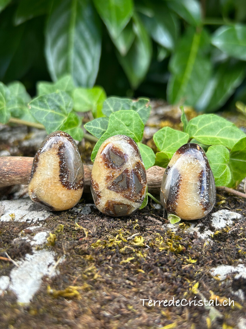 Septaria percée
