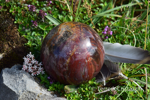 Boule en Bois fossilisé