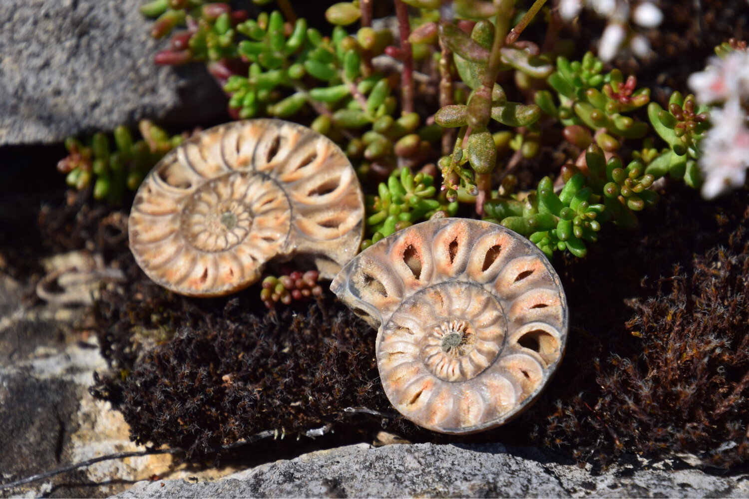 Ammonite