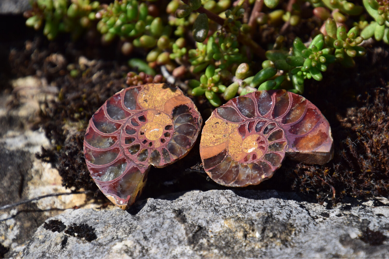 Ammonite