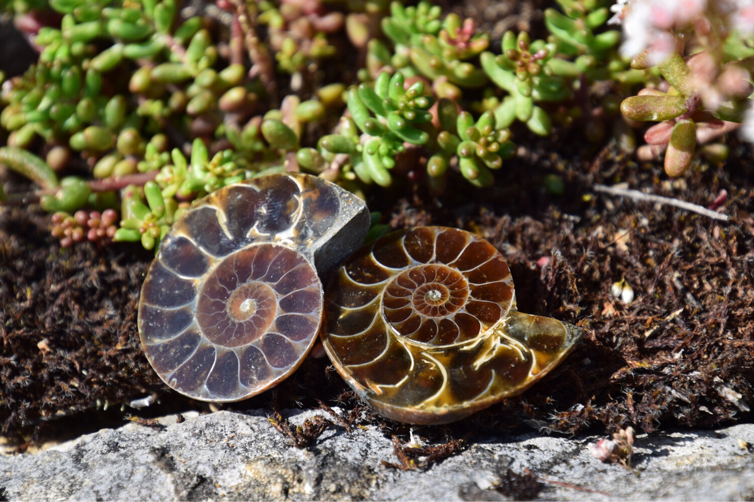 Ammonite