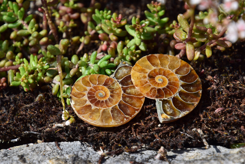 Ammonite