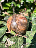 Boule en Bois fossilisé