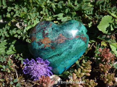 Chrysocolle