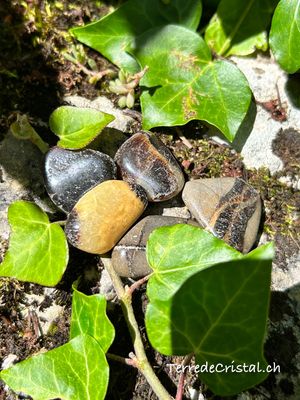Septaria roulée