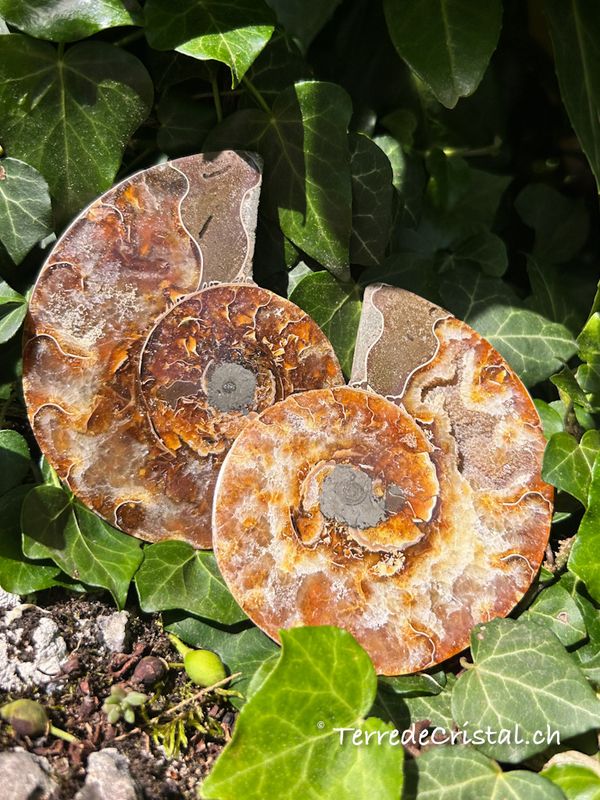 Ammonite