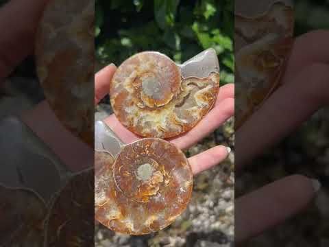 Ammonite