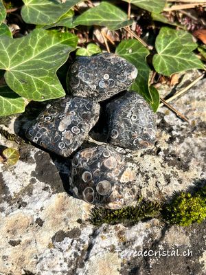 Agate Turitelle