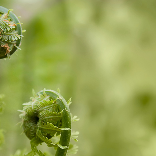 Atelier Découverte de La Musique des Plantes