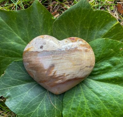 Coeur en Bois fossilisé