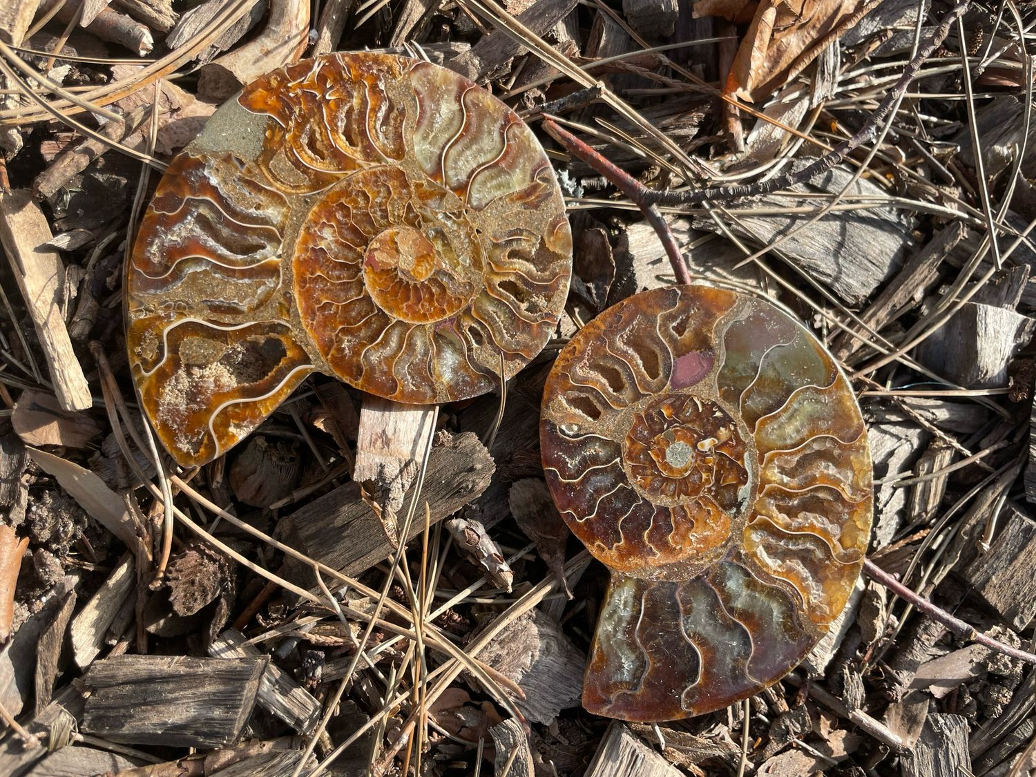 Ammonite