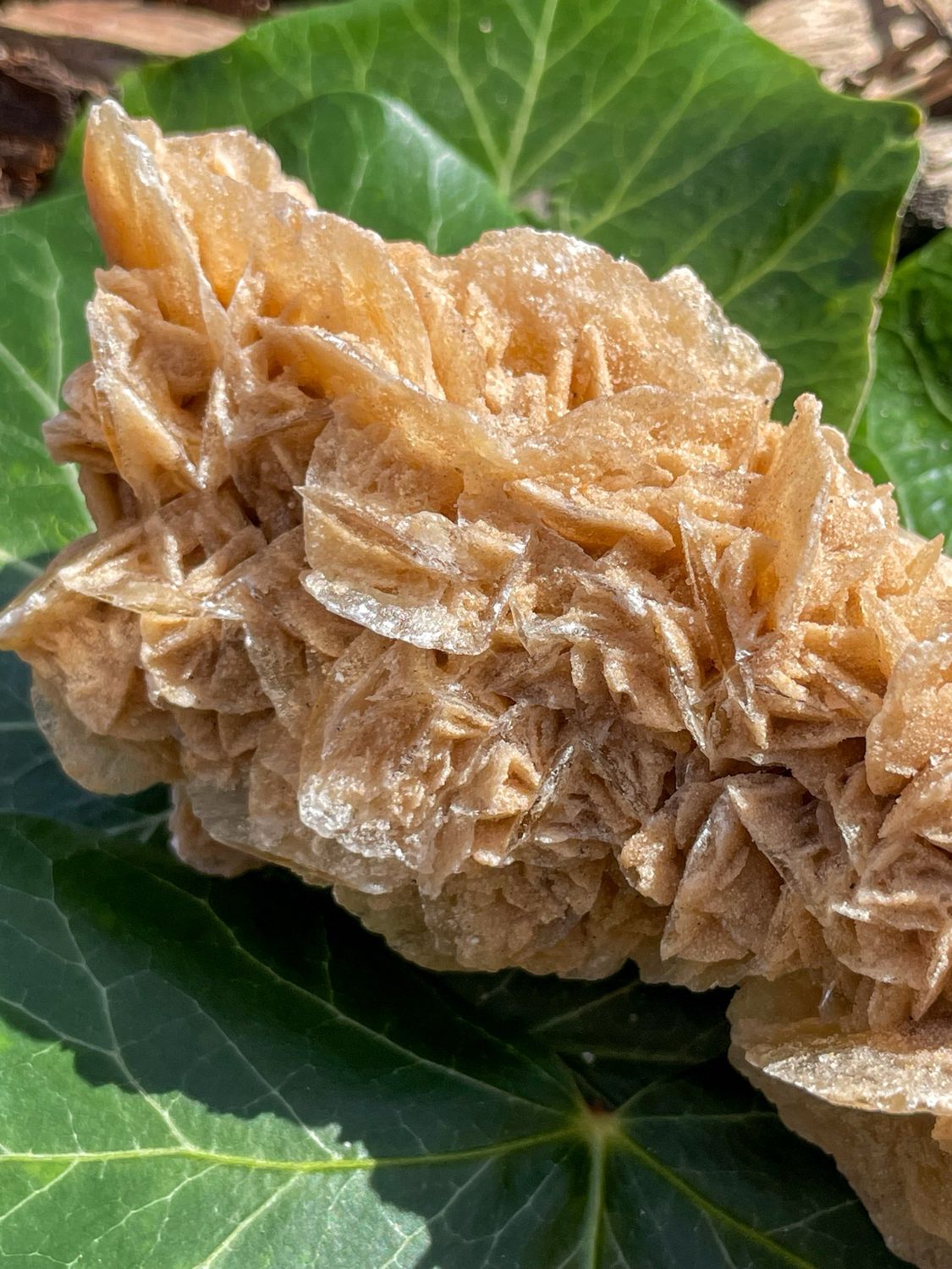 Rose des sables