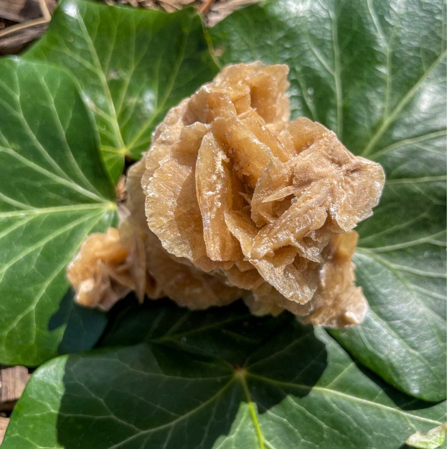 Rose des sables