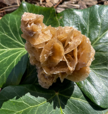 Rose des sables