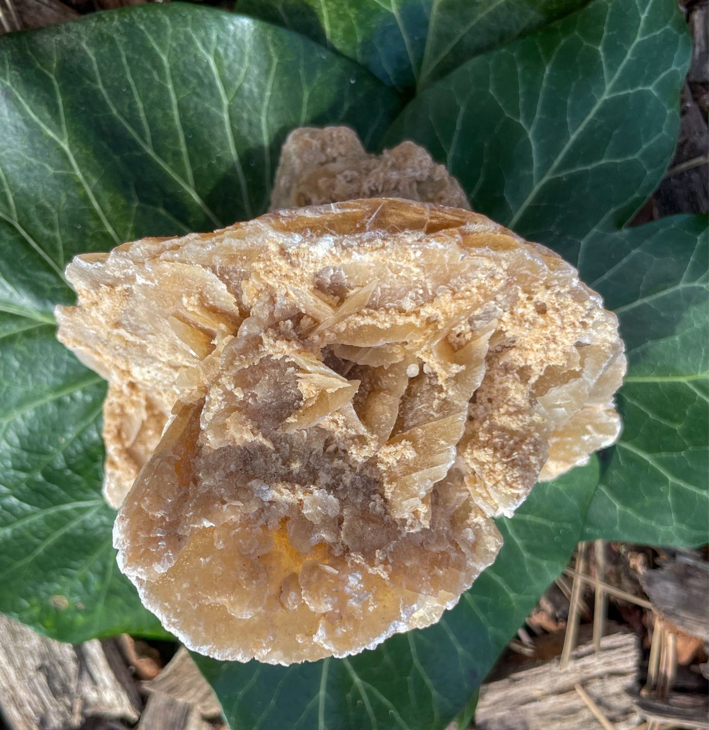 Rose des sables