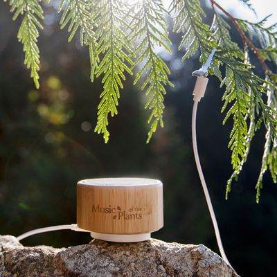 Ginkgo, lecteur Musique des plantes