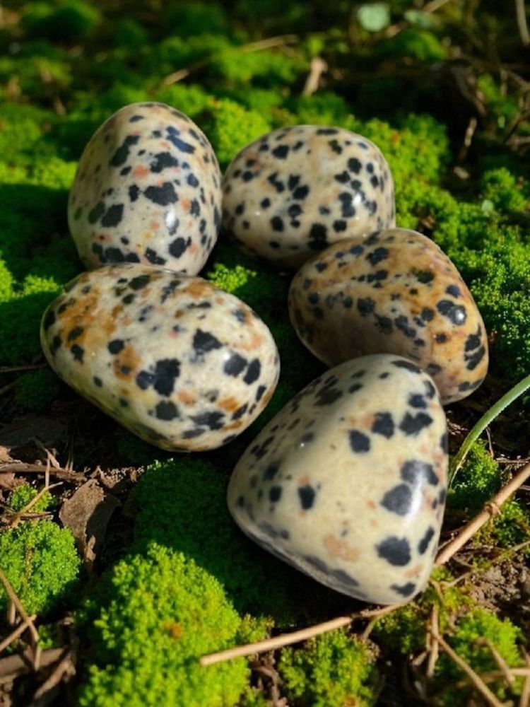 Jaspe dalmatien roulé