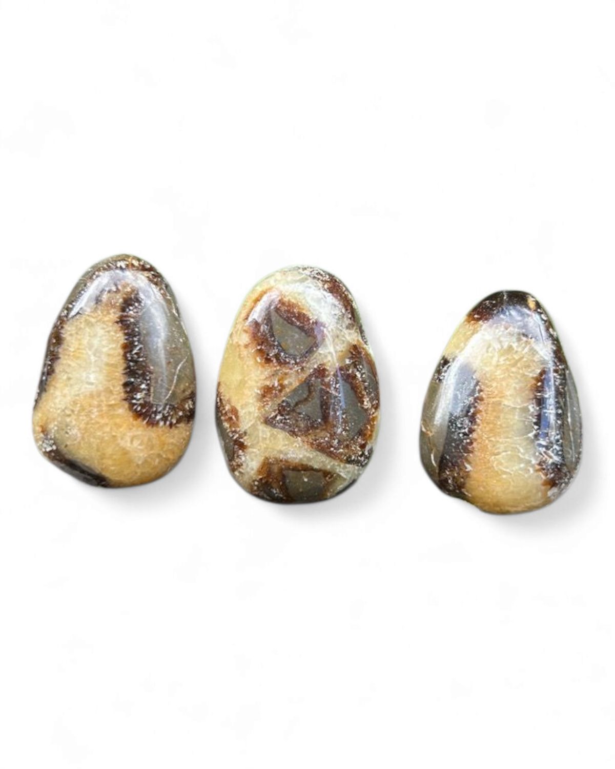 Septaria percée