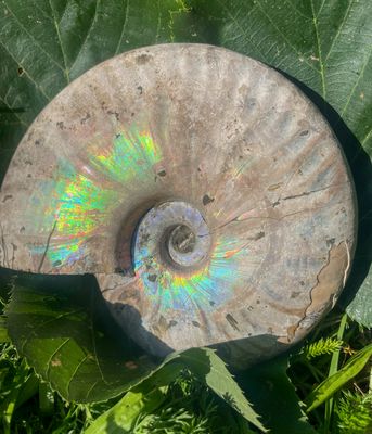 Ammonite entière XL