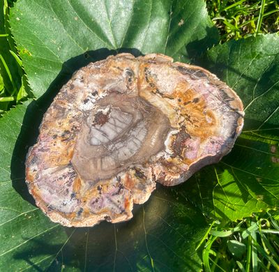 Tranche de bois fossilisé