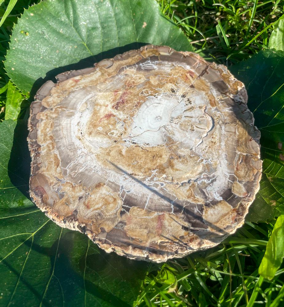 Tranche de bois fossilisé