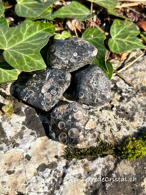 Agate Turitelle