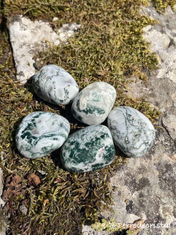 Agate Arbre