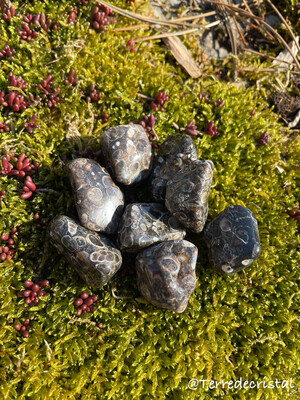 Agate Turitelle roulée | 2-2,5 cm