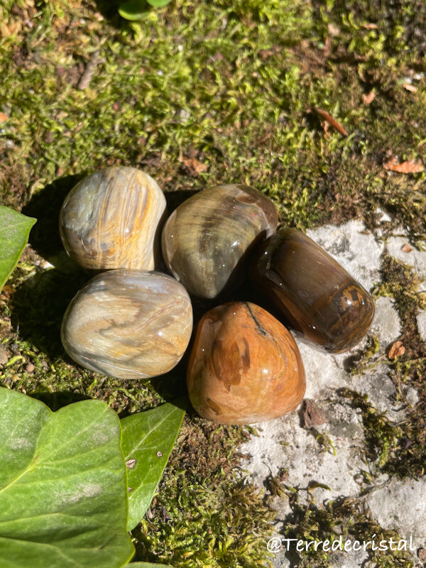 Bois fossilisé roulé
