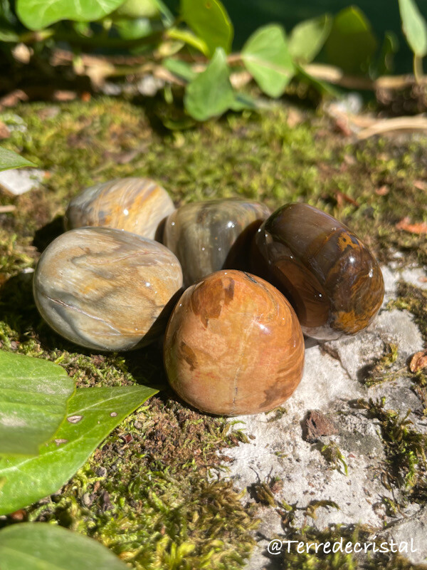 Bois fossilisé roulé