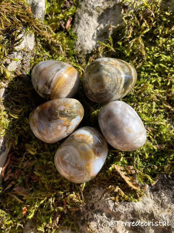 Bois fossilisé roulé