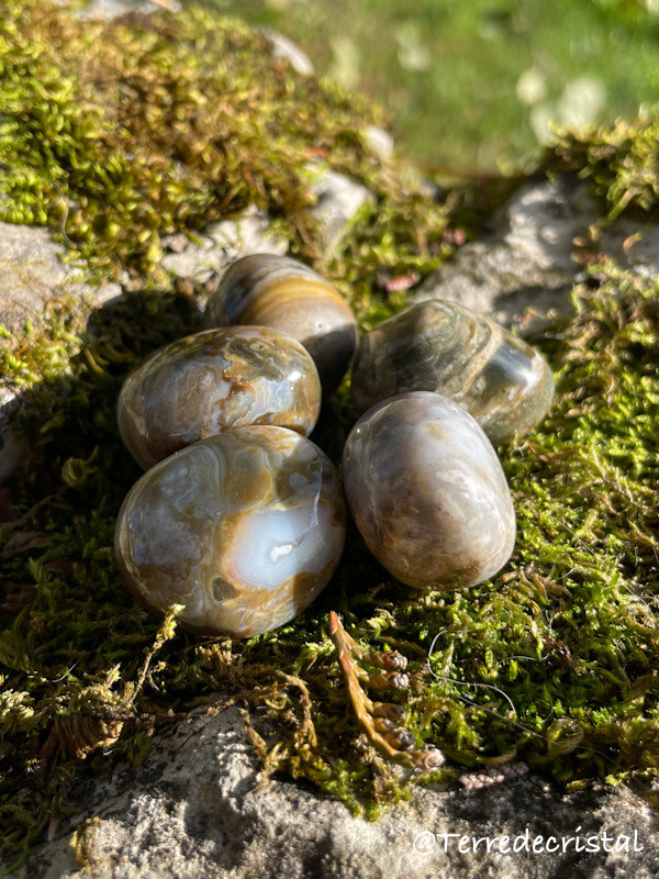 Bois fossilisé roulé