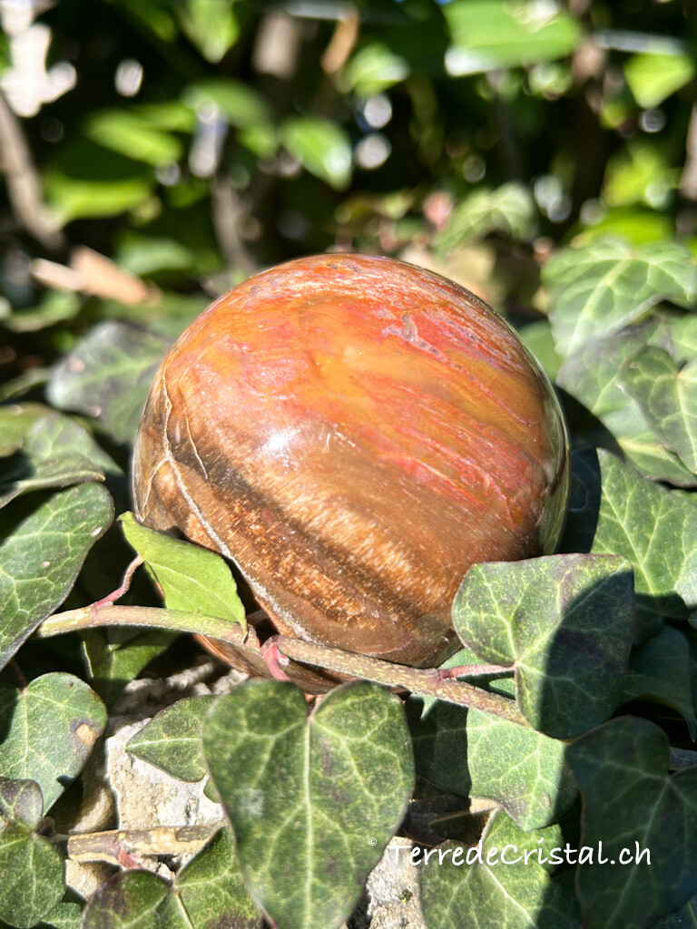 Boule en Bois fossilisé