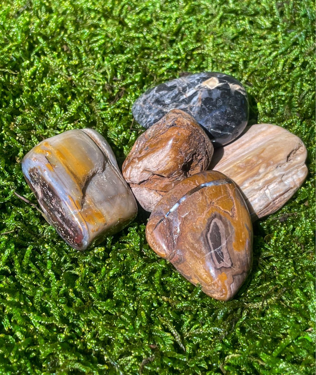 Bois fossilisé roulé