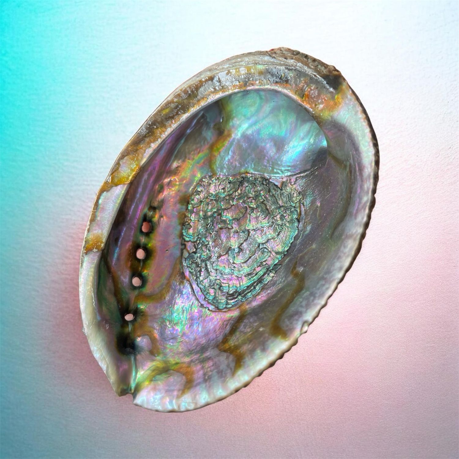 Coquille d'ormeau arc-en-ciel