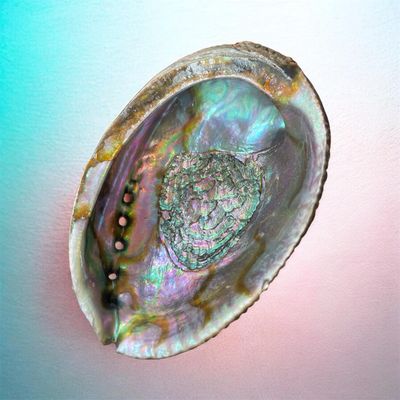 Coquille d'ormeau arc-en-ciel