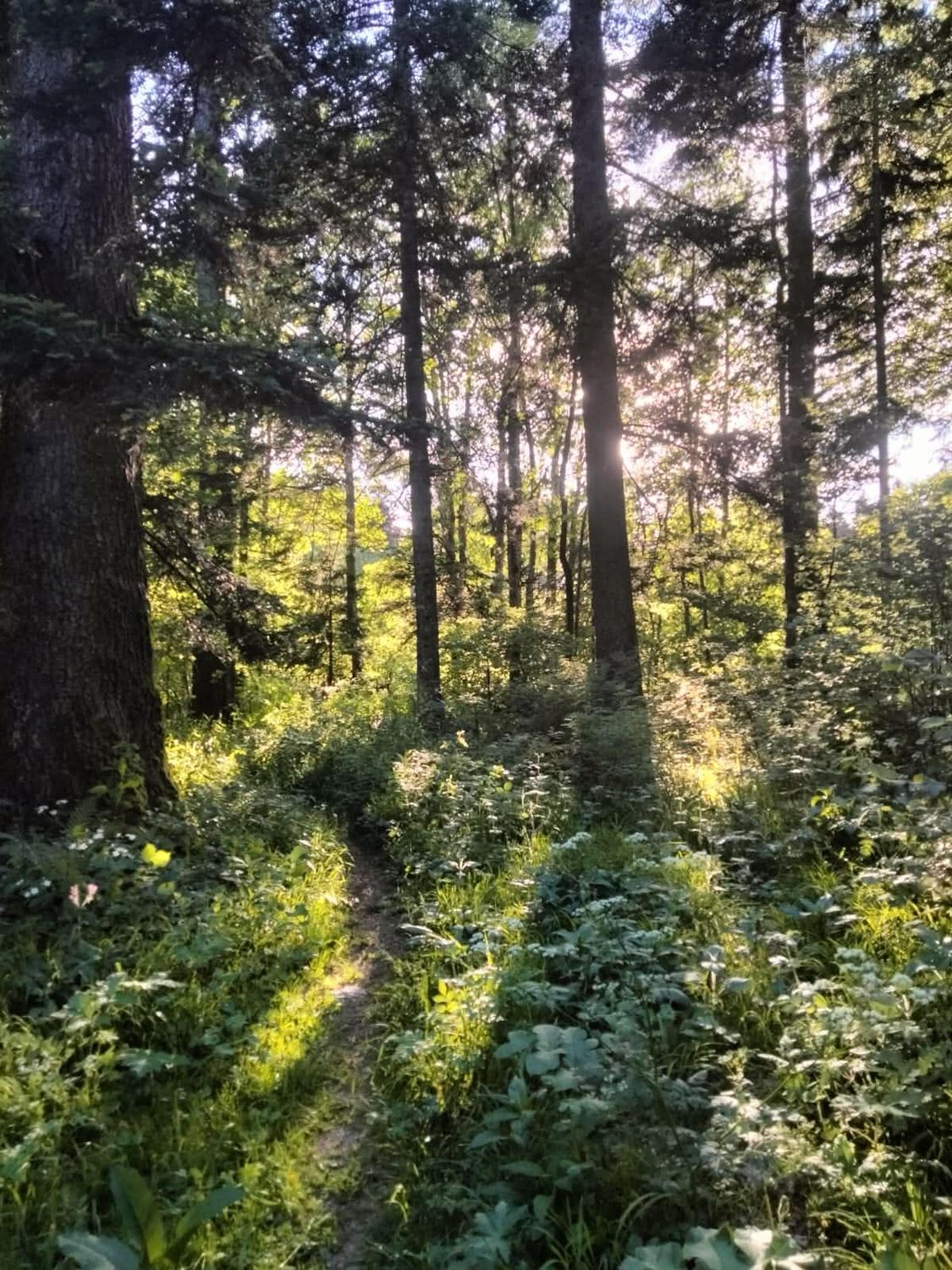 12 juin - Soirée Alchimie de l’Etre | Connexion avec les Etres de la Nature