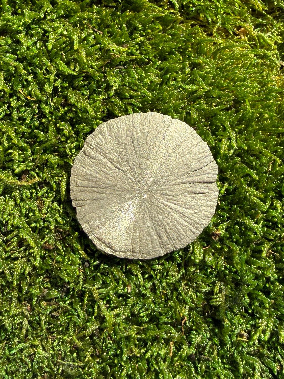 Pyrite solarisée | Pyrite dollars de l'Illinois