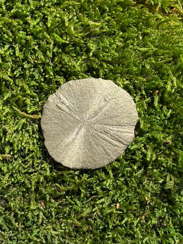 Pyrite solarisée | Pyrite dollars de l'Illinois